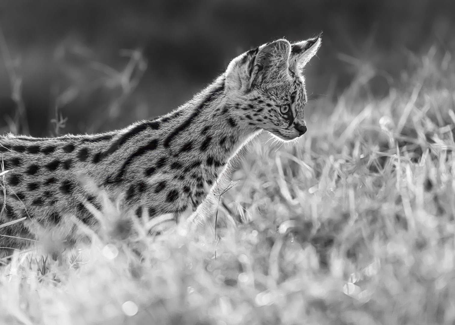 the-huntress-the-greatest-maasai-mara-photographer-of-the-year