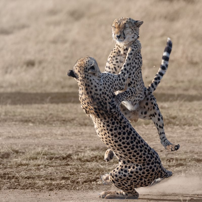 Latest Entries - The Greatest Maasai Mara | Photographer of the year