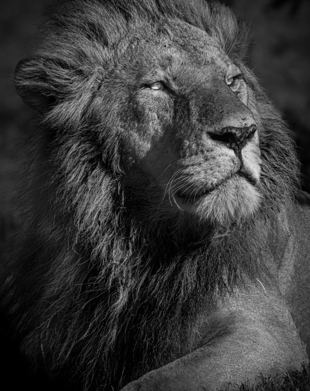 Galleries - The Greatest Maasai Mara | Photographer of the year