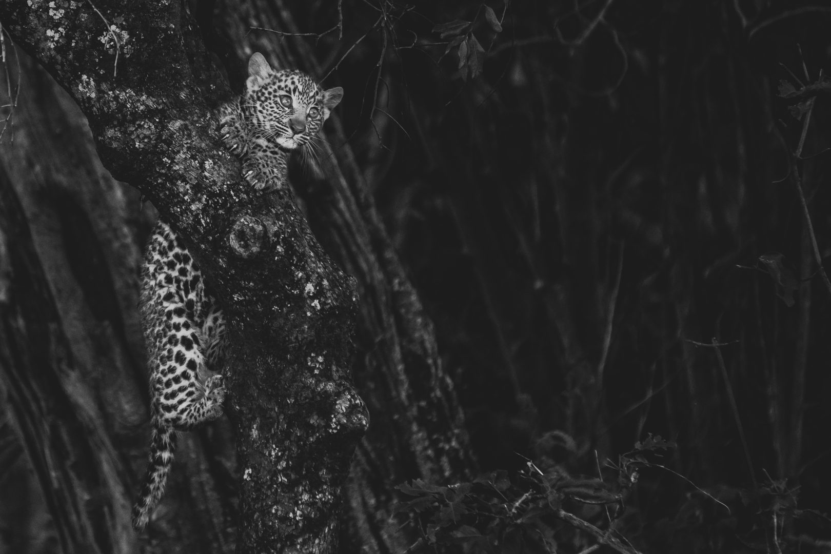 hide-hide-the-greatest-maasai-mara-photographer-of-the-year