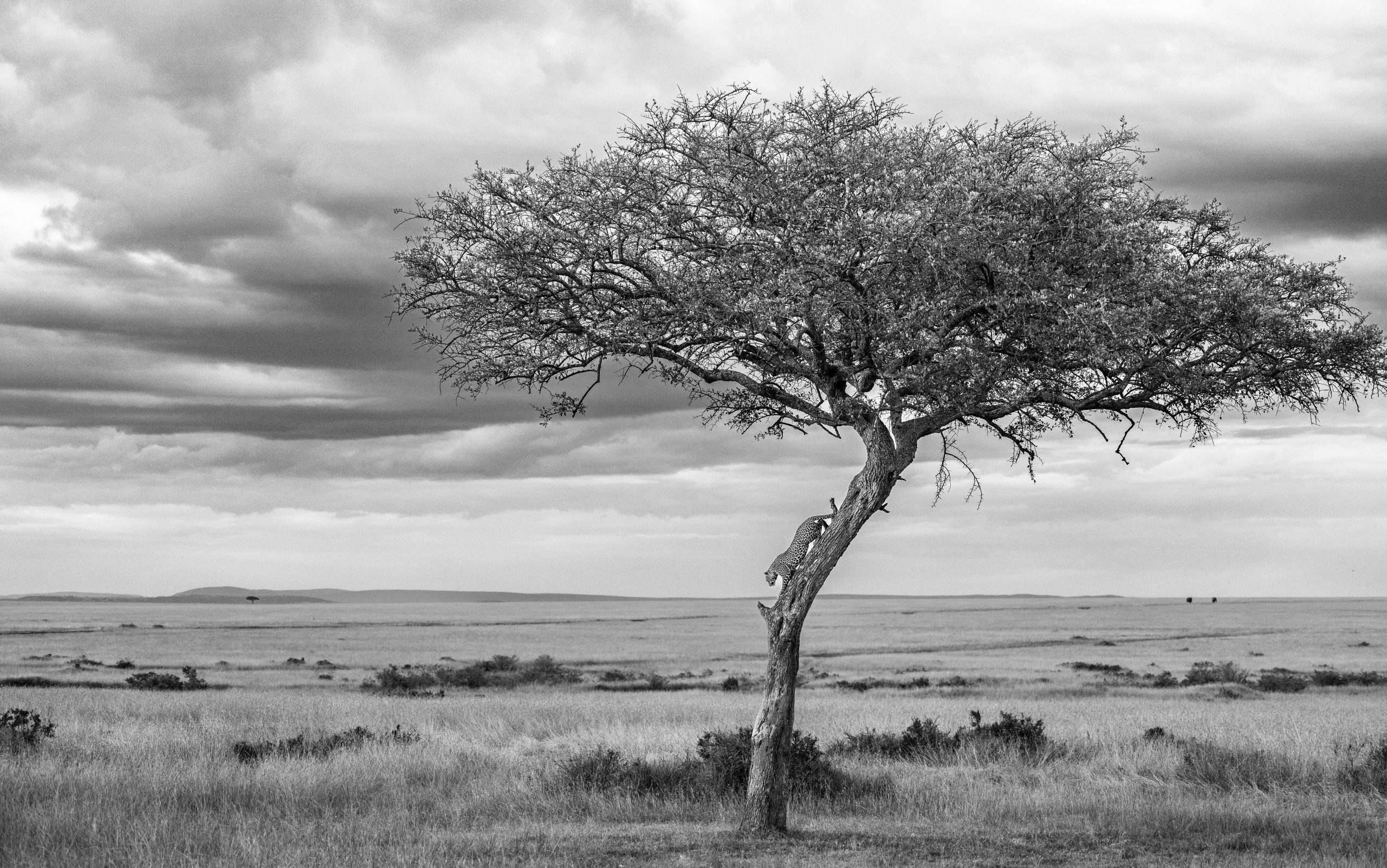 Galleries - The Greatest Maasai Mara | Photographer of the year