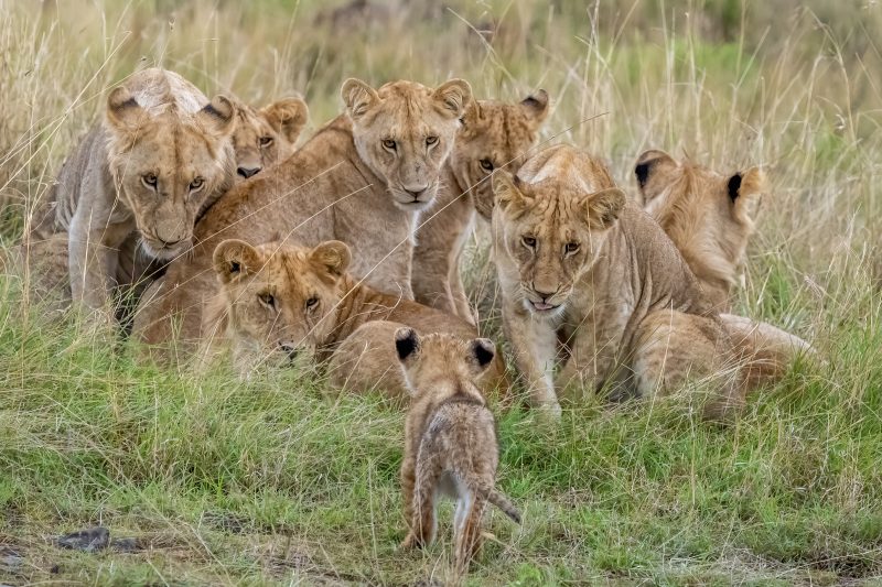 Latest Entries - The Greatest Maasai Mara | Photographer of the year