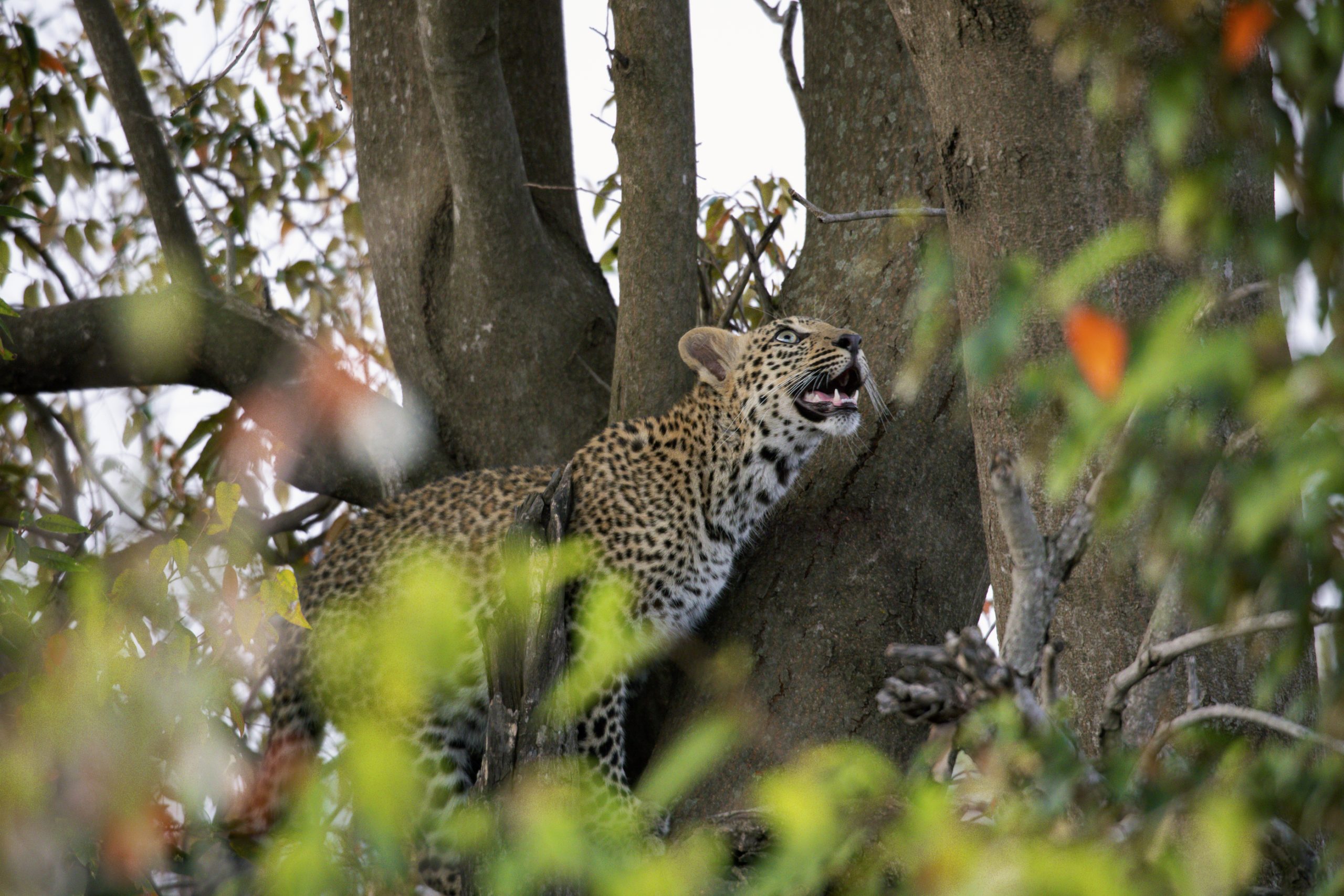 Young leopard in tree - The Greatest Maasai Mara | Photographer of the year