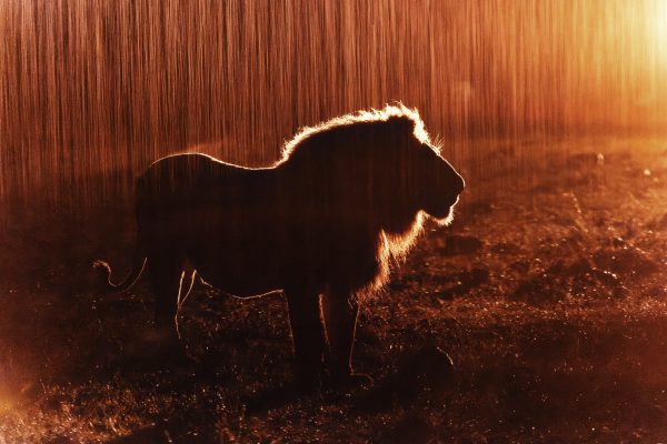 Home - The Greatest Maasai Mara | Photographer of the year